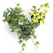 Variegated Ivy Assortment